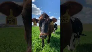 Thumbnail: Real Animal Sounds for Toddlers🐒🐅🦆| Wild & Farm Animals for Kids| Learn Animals Sounds With Fun|Bird