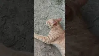 Thumbnail: BIRIKUGO #shorts_video #pet#cat #catlovers10m