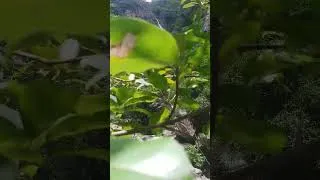 Thumbnail: Dragon's Lair. #shorts_video #adventureexploring #nature #chasingwaterfalls#wonglunghang