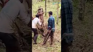Thumbnail: #shorts മണ്ണാർക്കാട് അട്ടപ്പാടിയിൽ ഭീമൻ മലമ്പാമ്പിനെ പിടികൂടി, ദൃശൃങ്ങൾ #python