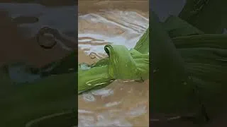 Thumbnail: 🥥 感受丝滑！红糖/椰浆/班兰的完美融合，这碗Q弹麦仁粥绝了！