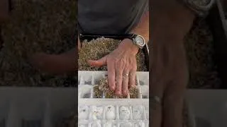 Thumbnail: 🌱🌱🌱Worlds Simplest Hydroponic System | FREE!