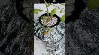 Thumbnail: ✅Worlds Cheapest Hydroponic System || DIY IN MINUTES