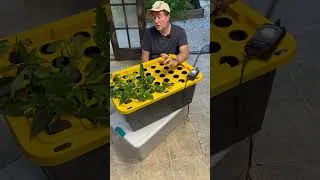 Thumbnail: 🌱Clone Hundreds Of Plants With A DIY Aeroponic Plant Cloner