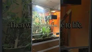 Thumbnail: 🦎 Design your dream reptile room before you buy!