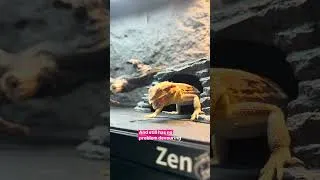 Thumbnail: Come feed the Zen Ambassadors with us 🦎💚