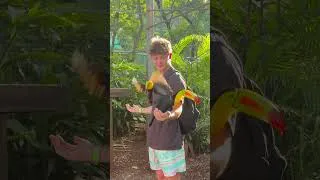 Thumbnail: Did you know Toucans are Belize’s National bird?