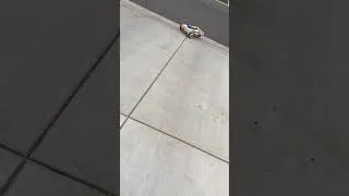 Thumbnail: Outdoor Mobile Robot Using Pixhawk for Controller