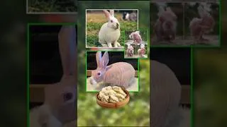 Thumbnail: Animals Without Hair Are Scary! 🤯 #shorts