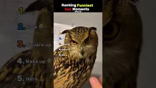 Thumbnail: Ranking Funniest Owl Moments 🦉 (Part 2) #ranking #funny #owl