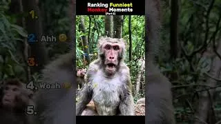 Thumbnail: Ranking Funniest Monkey Moments 🐒 (Part 2) #ranking #funny #monkey #shorts