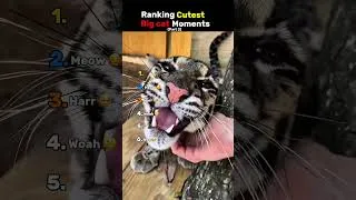 Thumbnail: Ranking Cutest Big Cat Moments 🥰 (Part 2) #ranking #cute #bigcats #shorts