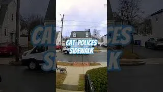 Thumbnail: Cat Polices Sidewalk: No Loitering