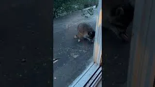 Thumbnail: Raccoons pt 2/2