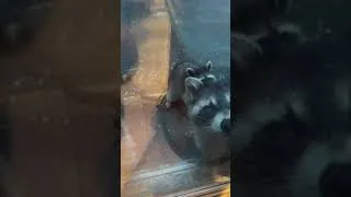 Thumbnail: Raccoons pt 1/2