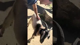 Thumbnail: petting goat