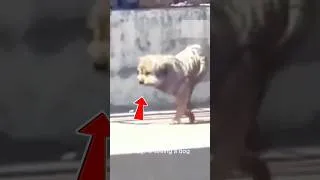 Thumbnail: They Left Him With No Legs