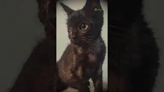 Thumbnail: Rescuing a Blind Kitten: Emergency Eye Care