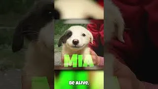 Thumbnail: Paralyzed dog smiles when rescued