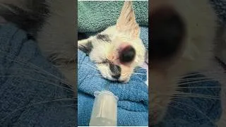 Thumbnail: Kitten Near Death Found Under Abandoned Home Rushed to Animal Clinic