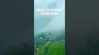 Thumbnail: Oolong tea plantation in Alishan Taiwan