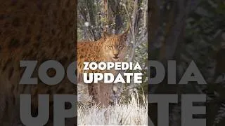 Thumbnail: 7 NEW Animals Revealed in Planet Zoo 2! 🐾