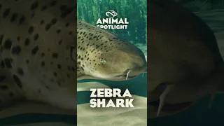 Thumbnail: ZEBRA SHARK REVEALED! 🦈 | Planet Zoo 2 Animal Spotlight