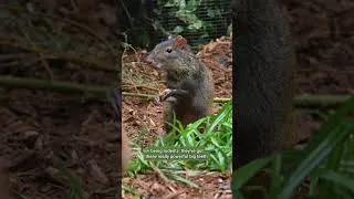 Thumbnail: Cutie agouti brothers 🐀💚