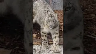 Thumbnail: Snow leopard Miska ❤️