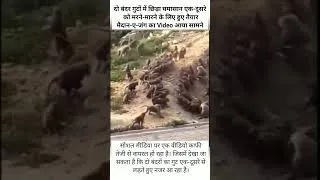 Thumbnail: do guton mein bandaron ko ghamasan yuddh#shorts #facts