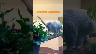 Thumbnail: ZSHplays at Tiergarten Schönbrunn! #zoo #planetzoo