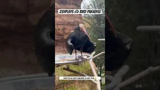 Thumbnail: ZSHplays at Bird Paradise, Singapore! #planetzoo #travel #zoo