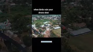 Thumbnail: birds drone shots.... zutty de drone guy ... diaspora
